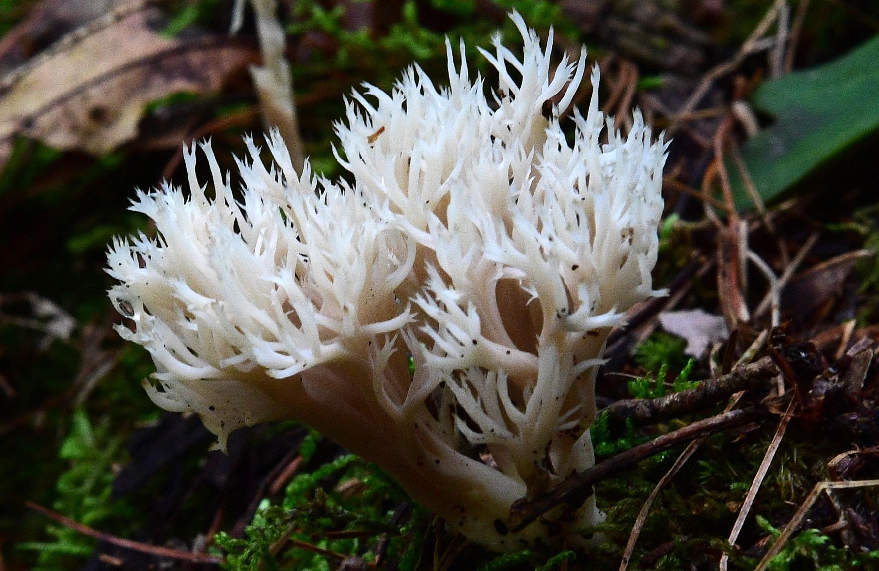 Pennsylvania Mushroom K.jpg